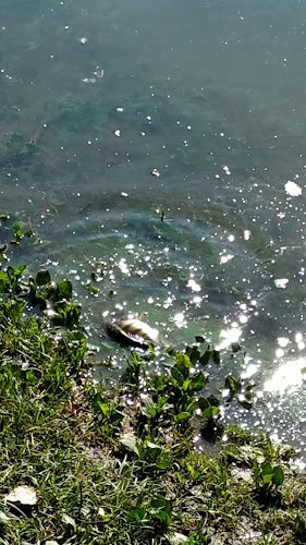 Pláž na Počkaji, Ružín - Gastronómia a pohostinstvo