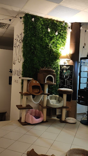 Opinii despre Mačkafé klub în Bratislava - Gastronómia a pohostinstvo