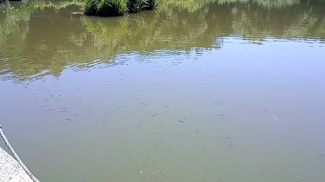 Pizza restaurant Allegro