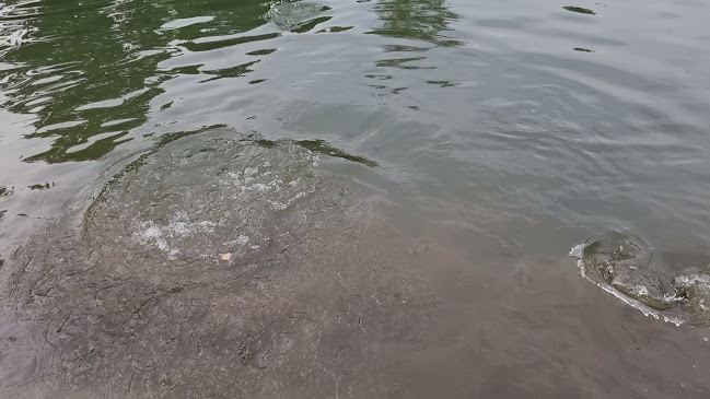 Comentarii opinii despre Rybáreň "Na Háku" Liptovská Sielnica