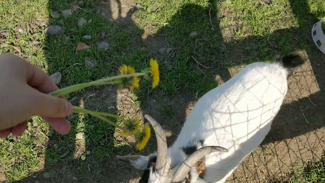 Comentarii opinii despre Koliba u Šidla