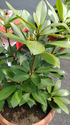 Burger Zvolen - Zvolen