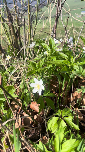 Opinii despre Dedečkova chata în Mýto pod Ďumbierom - Gastronómia a pohostinstvo