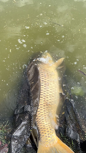 Comentarii opinii despre Prístavisko Veľký Ostrov - Bufet Stefan