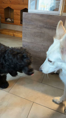 Psia škôlka a Caffetéria - Petržalka