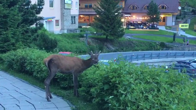 Comentarii opinii despre Spitz restaurant and bar