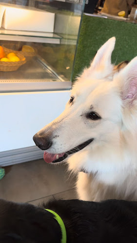 Comentarii opinii despre Psia škôlka a Caffetéria