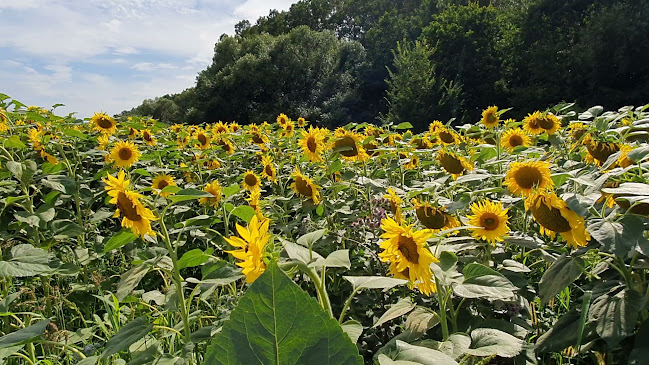 Fast Food Dargovsky Priesmyk