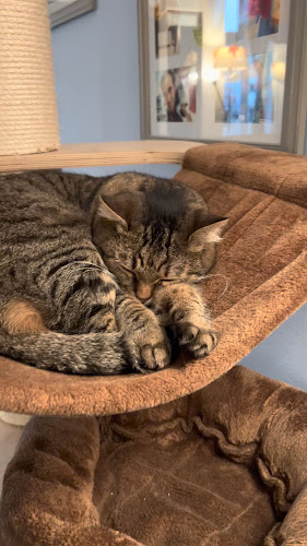 Comentarii opinii despre Mačkafé klub