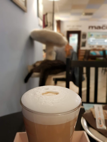 Mačkafé klub - Bratislava