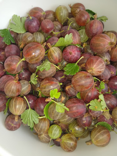 Trhovisko - Gastronómia a pohostinstvo