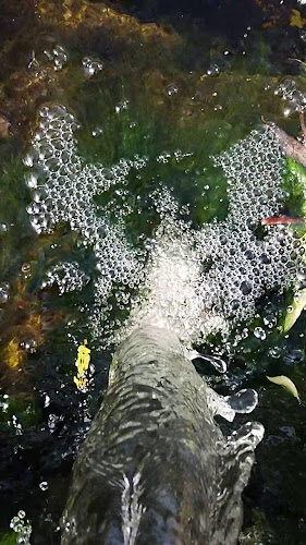 Comentarii opinii despre Pálenica Jelšovce