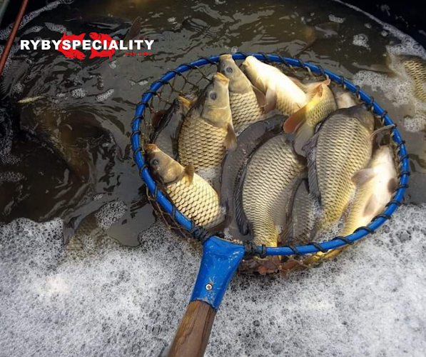 Comentarii opinii despre Marták Ryby-Špeciality