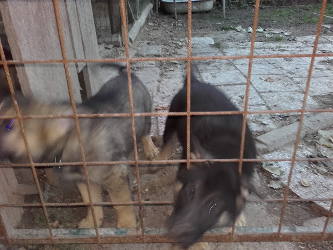 Šariš pub Pod Dubom - Prešov