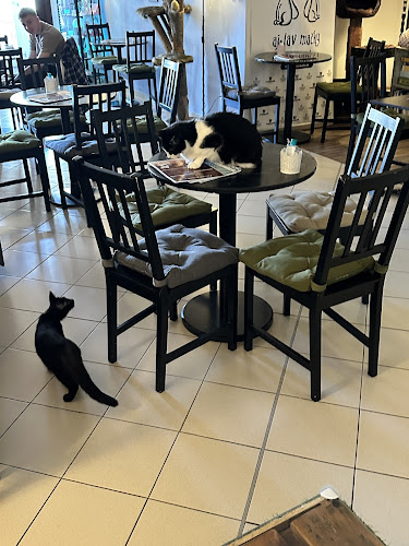 Comentarii opinii despre Mačkafé klub