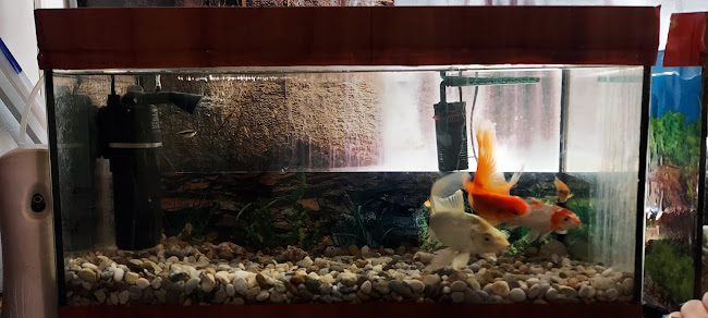 Ázijská reštaurácia ZLATÝ DRAK