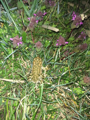 Levické rybníky s.r.o. - Gastronómia a pohostinstvo