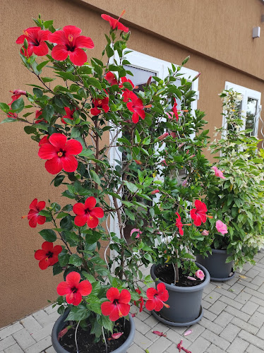 Novozámocká 921, 941 07 Veľký Kýr