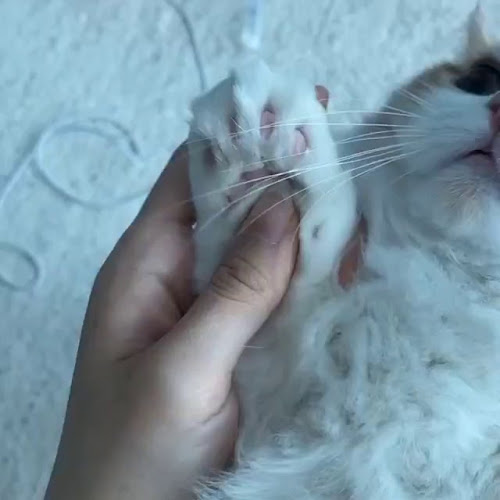 Pizzeria San Vincenzo - Bratislava