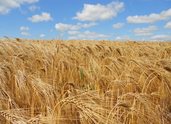 Opinii despre Pekáreň Svinica - Elpropek spol. s.r.o. în Košice - Gastronómia a pohostinstvo