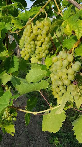 Opinii despre Vinica a mobilná záhrada în Nové Mesto - Gastronómia a pohostinstvo