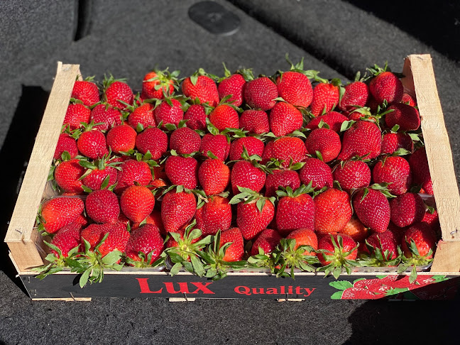 Cafe Trdlo, čerstvé ovocie v čokoláde - Gastronómia a pohostinstvo