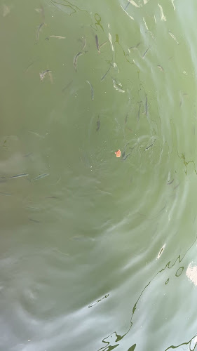 Comentarii opinii despre Klinger - Bufet