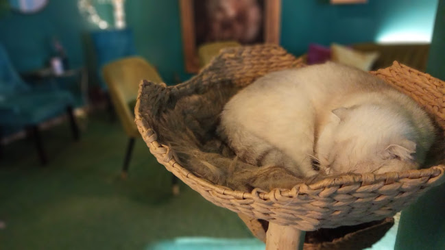 Opinii despre Mačacia Kaviareň Banská Bystrica în Banská Bystrica - Gastronómia a pohostinstvo