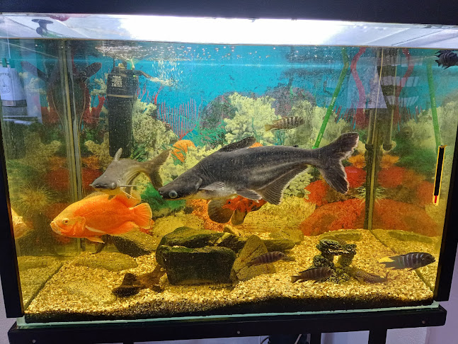 Comentarii opinii despre Pizza Caffe Darijan