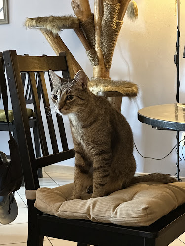 Mačkafé klub - Gastronómia a pohostinstvo