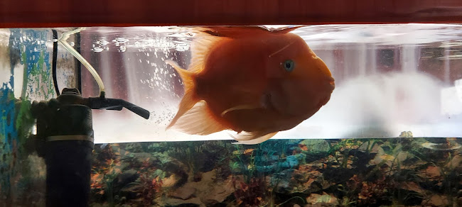 Opinii despre Ázijská reštaurácia ZLATÝ DRAK în Kežmarok - Gastronómia a pohostinstvo