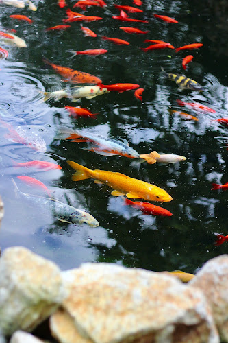 Comentarii opinii despre Gatto Matto Rusovce