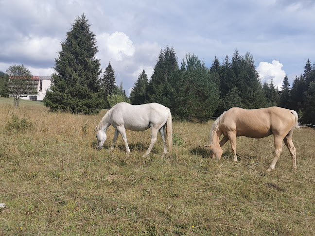 Horná Lehota 786, 976 81 Horná Lehota