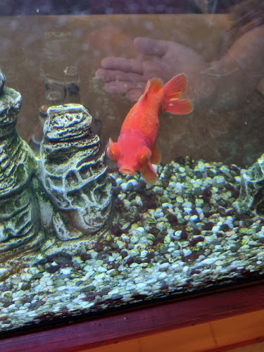 Long Xiang Čínska reštaurácia - Gastronómia a pohostinstvo