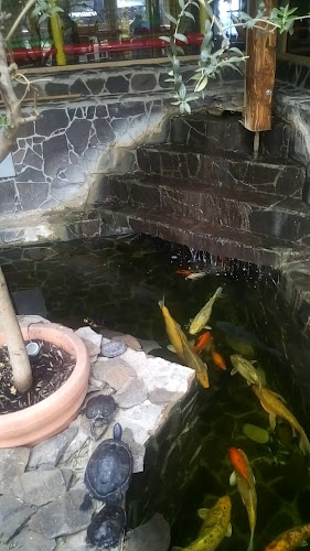 Country Saloon - Senec