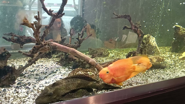 Viet Pho Vietnam & Asia Restaurant