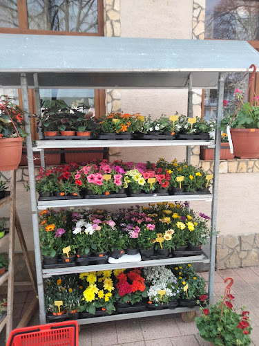 Comentarii opinii despre Kvetinárstvo A & Z IRIS s.r.o.