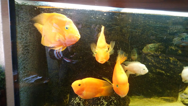 Comentarii opinii despre Pizzeria PIRKO