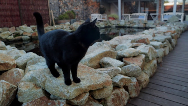 Gatto Matto Rusovce - Rusovce