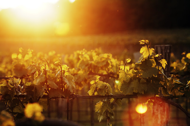 Cintorínska 31, 951 93 Topoľčianky